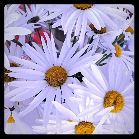 Meet your Posher, Trish - Picture 1 of 2